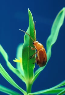 Aphthona-flava-flea-beetle