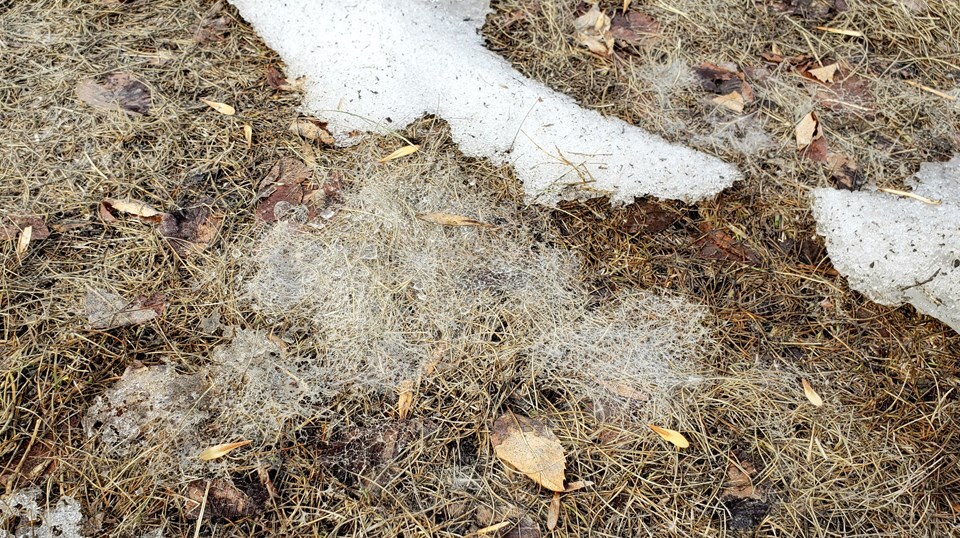 snow mould on grass in edmonton