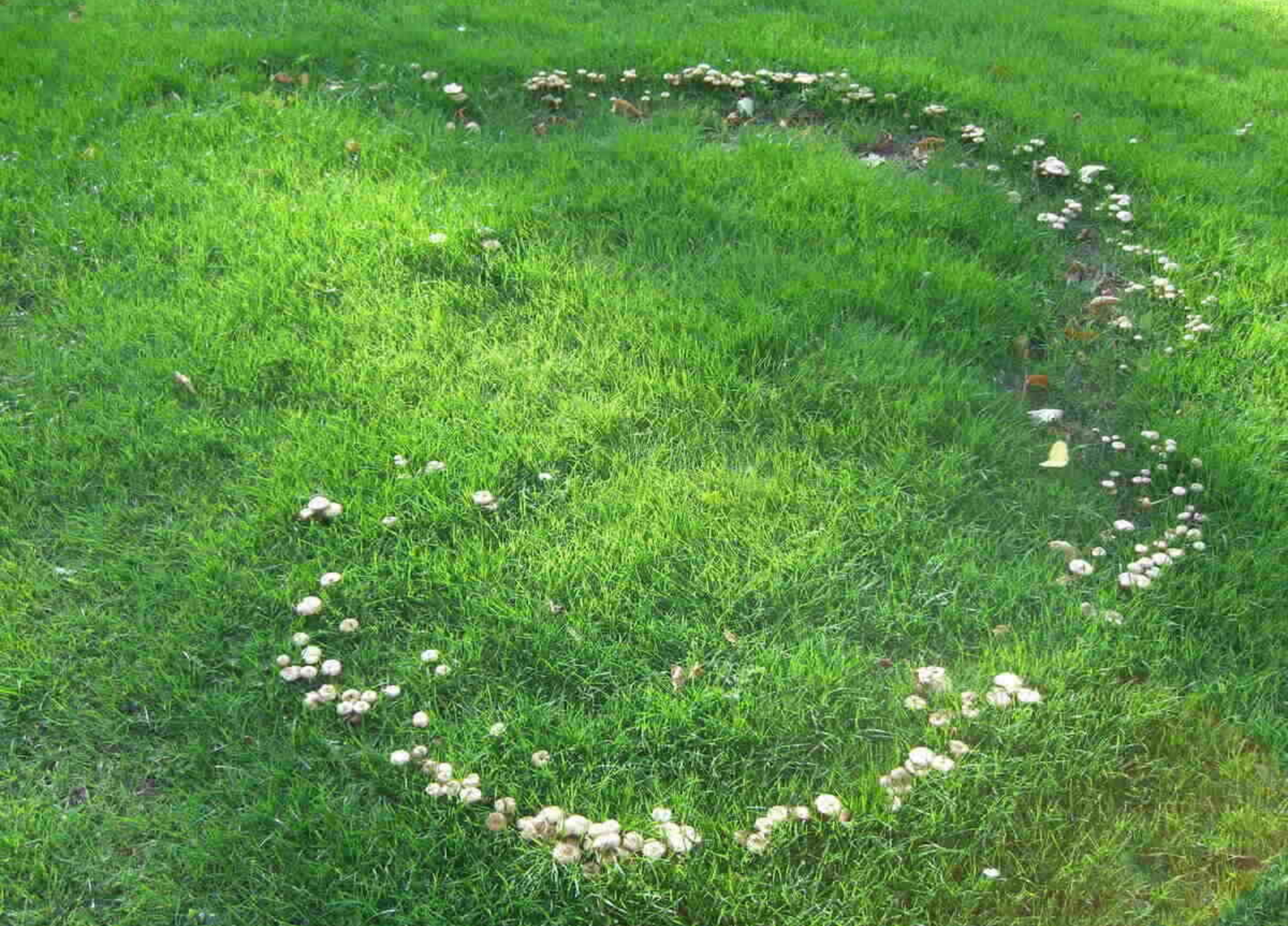fairy ring