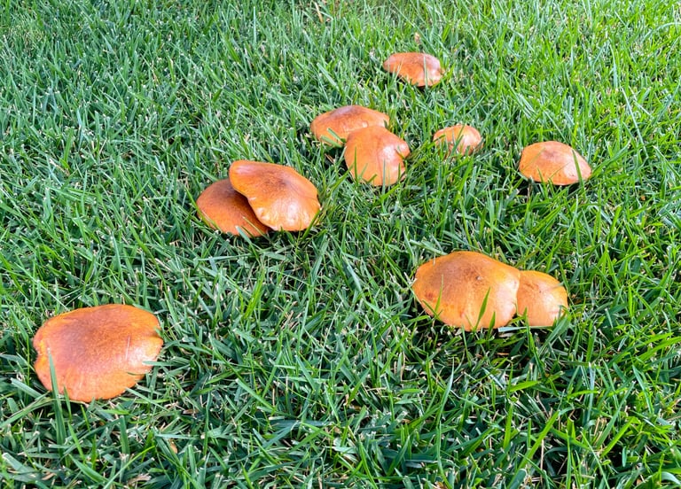 toadstool