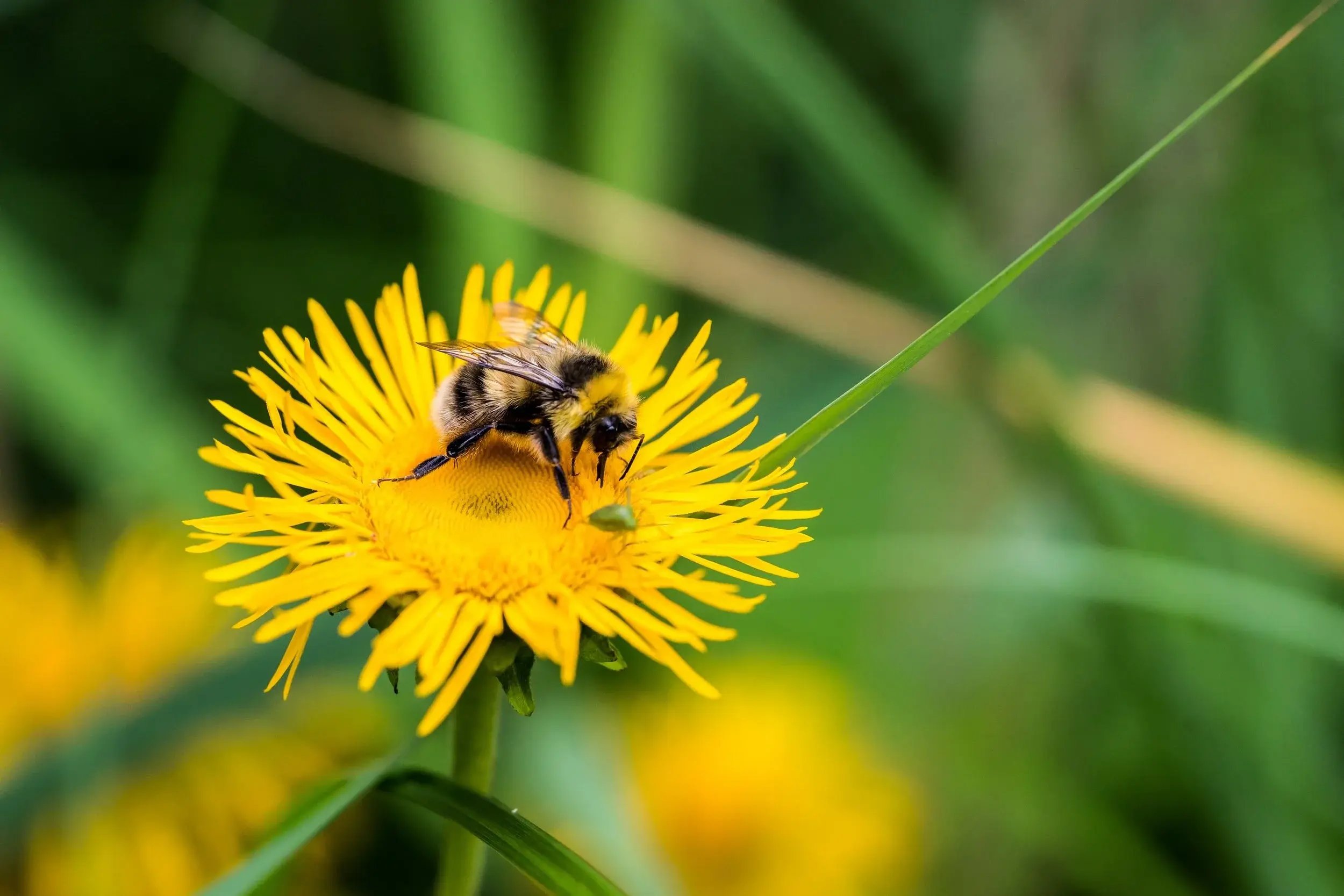 A bee collecting pollen above a bright yellow dandelion flower in bloom.