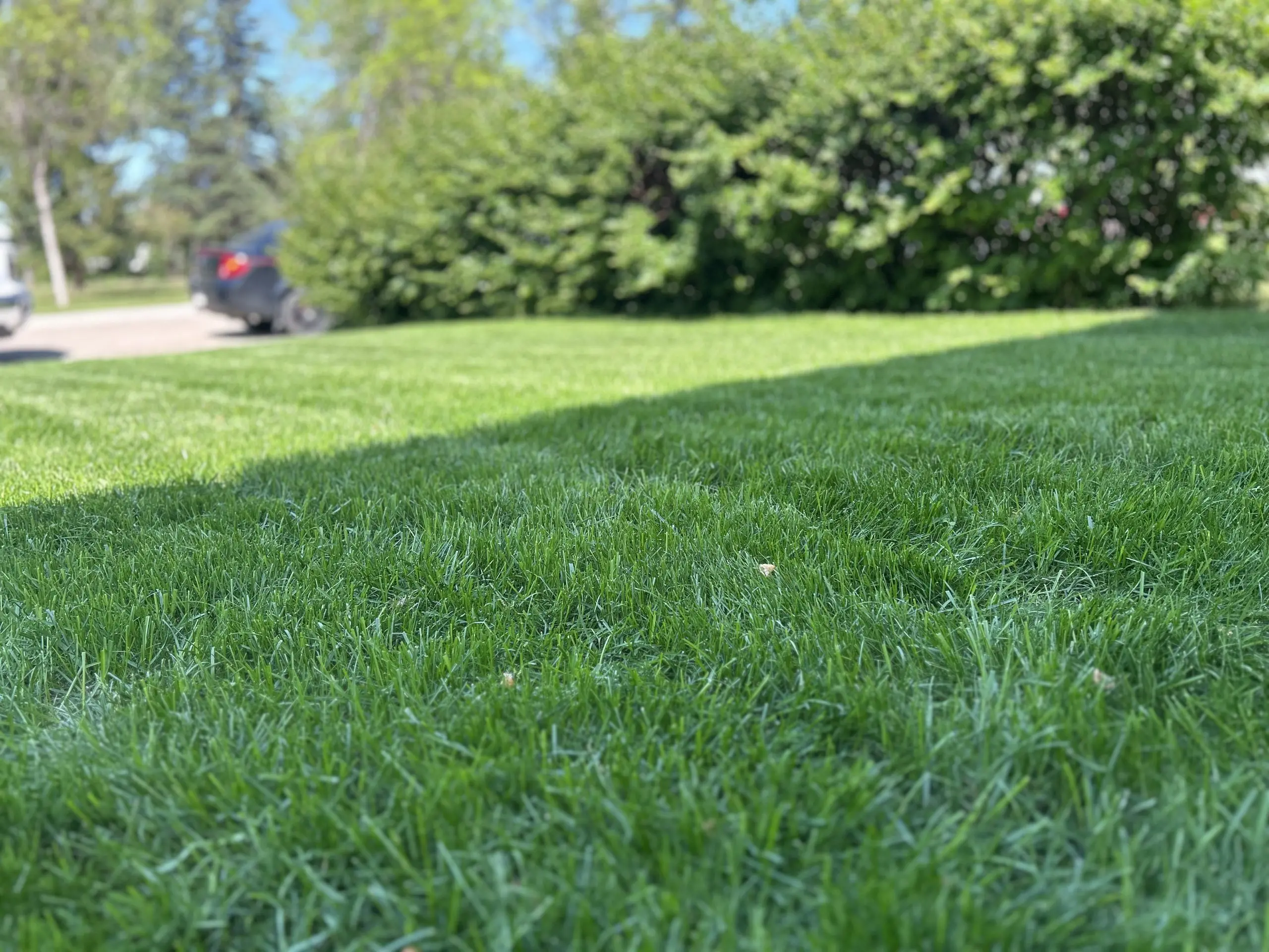 Healthy Lawn with shrubs wall