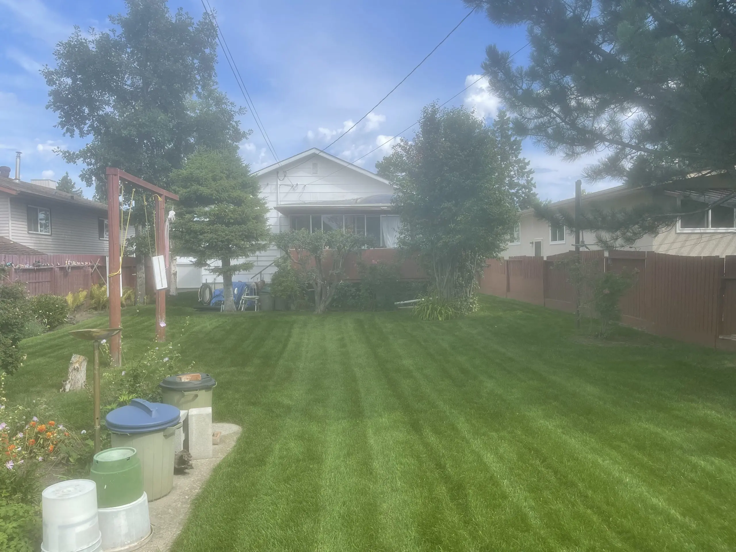 Healthy Lawn with mower lines and background flowers and shrubs