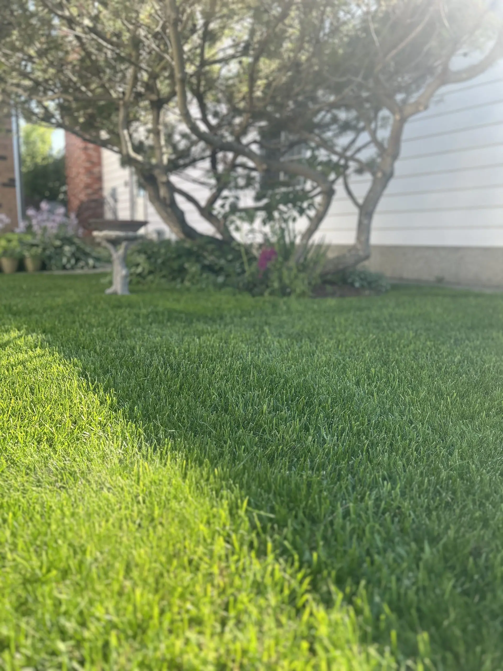 Healthy Lawn with tree