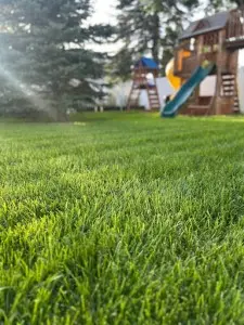 Lush Backyard lawn closeup with kids playground in the background