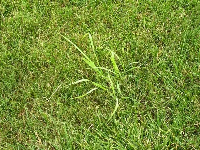 Weed control quackgrass edmonton