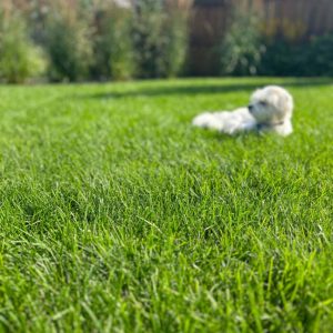 dog-in-grass