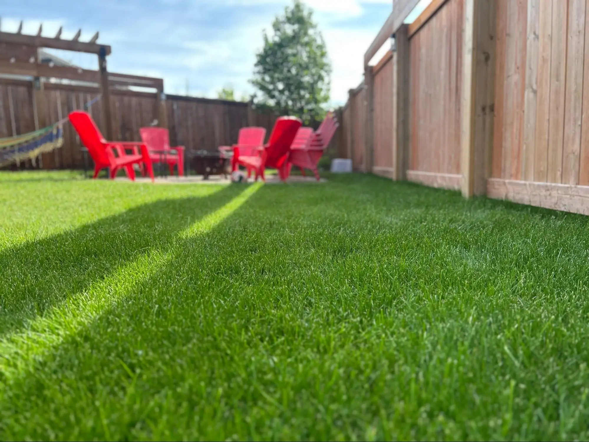 Results of an Edmonton lawn care package with liquid fertilization and weed control services